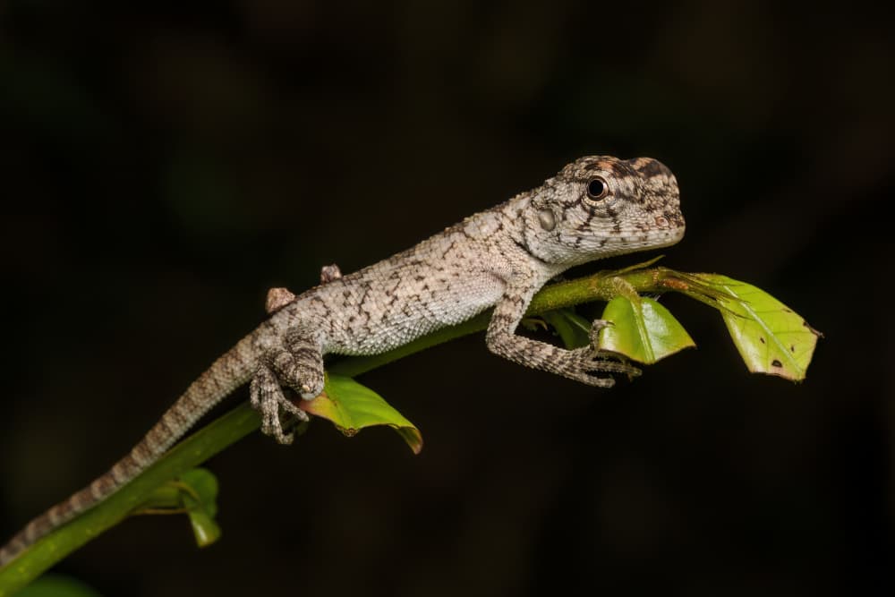 Tiny Tropical Lizard by HuongHoang — canvas wall art