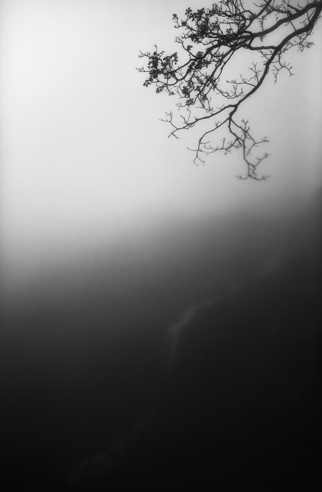 Mysterious Foggy Branch by swapnil deshpande — canvas wall art