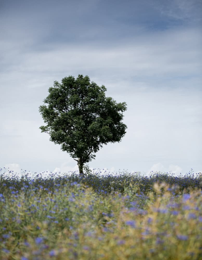 Summer Meadow by Mareike Böhmer — canvas wall art