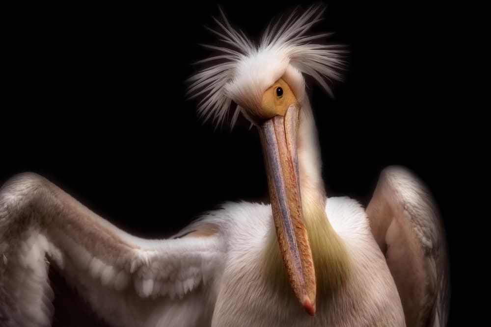 Striking White Pelican by Eiji Itoyama — canvas wall art