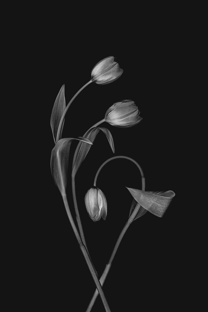 Monochrome Tulip Grace by Lydia Jacobs — canvas wall art