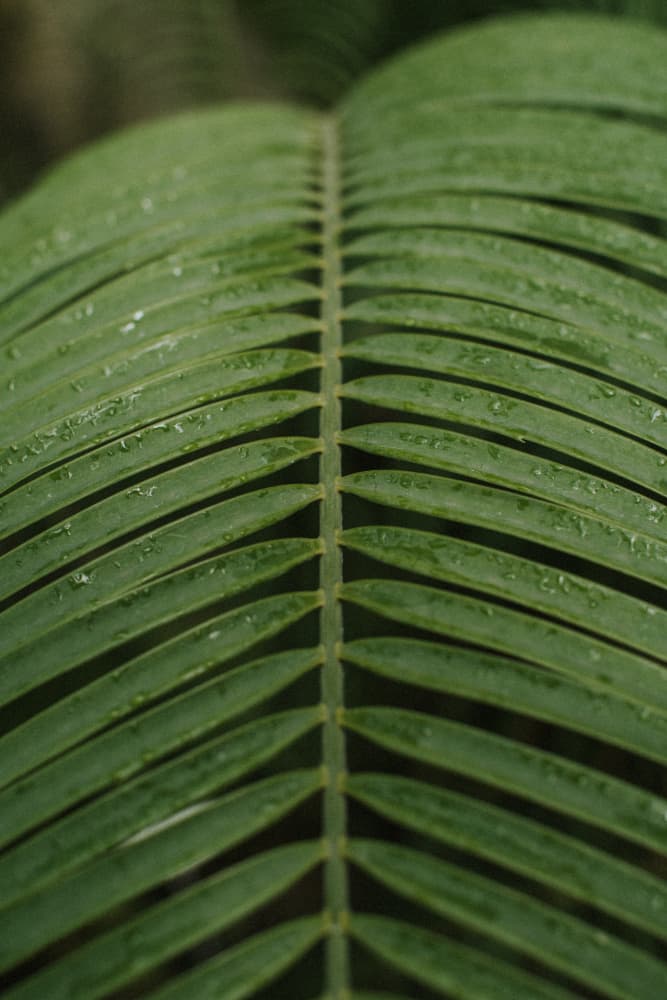 Tropical Leaf Detail by Claudia Casal — canvas wall art