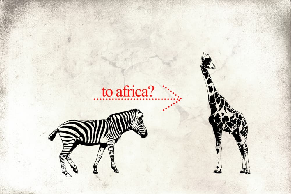 Zebra's Africa Question by Rafal Kulik — canvas wall art