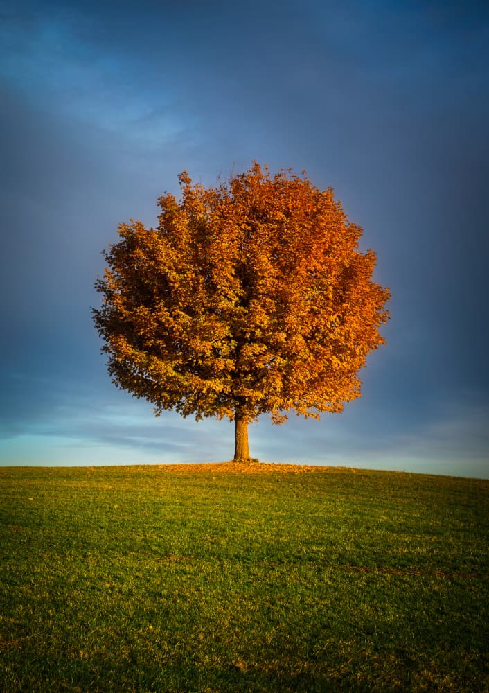 Solitary Autumn Tree by Dominik Murko — canvas wall art
