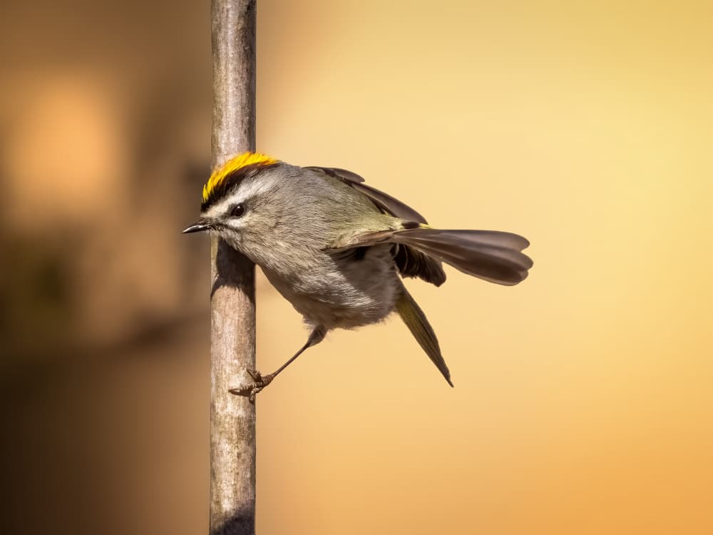 Bright Golden Kinglet by Robert Zhang — canvas wall art