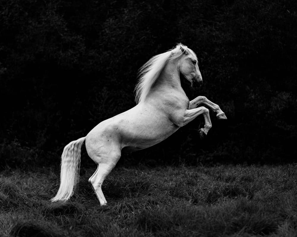 Majestic White Horse Rearing by Cembrzynski Ignacy — canvas wall art