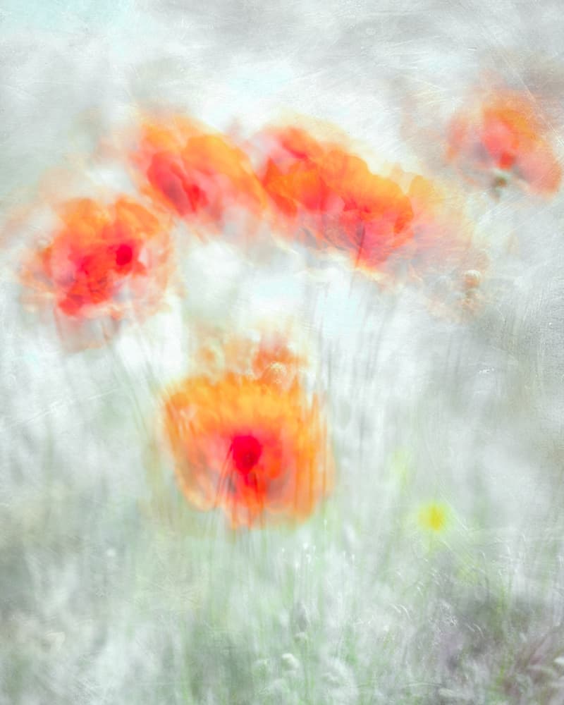 Dreamy Poppy Field by Majid Behzad — canvas wall art
