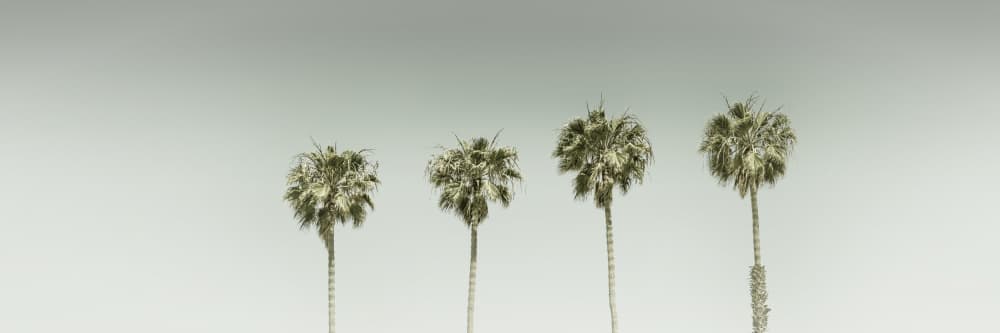 Minimalist Tropical Palms by Melanie Viola — canvas wall art