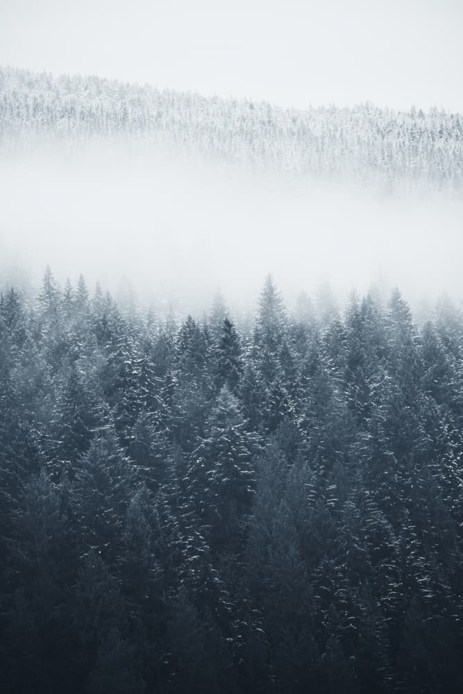 Misty Winter Forest by Lynann Colligan — canvas wall art