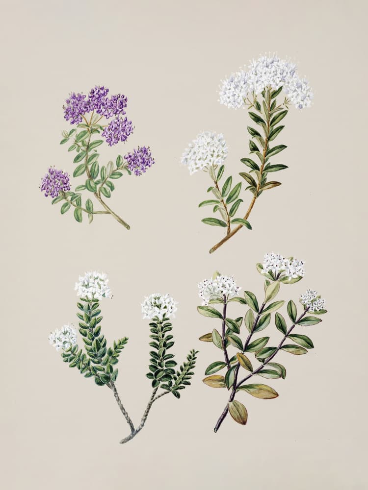 Veronica 4 Species Drawn By Sarah Featon (1848–1927) by Sarah Featon — canvas wall art