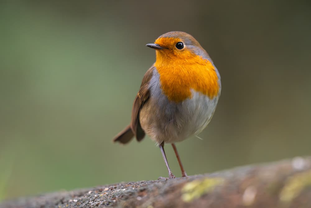 European Robin Portrait by Bjoern Alicke — canvas wall art