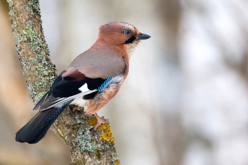Winter Jay Bird by Dmitry Doronin — canvas wall art