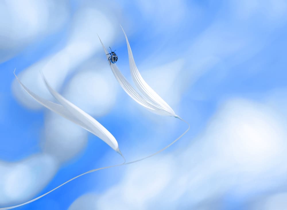 Tiny Bug Blue Sky by Thierry Dufour — canvas wall art