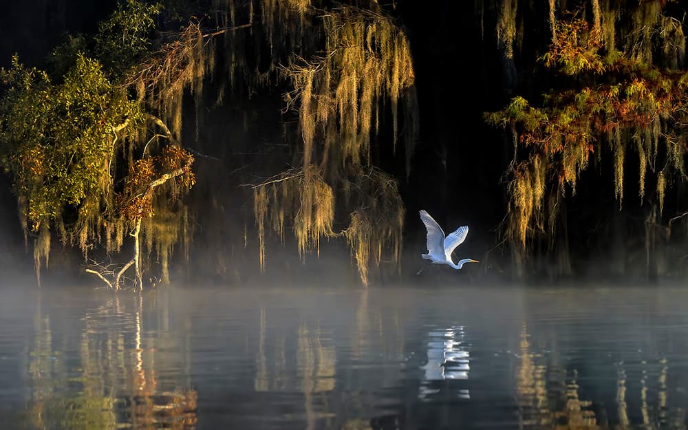 Misty Morning Egret Flight by Hua Zhu — canvas wall art