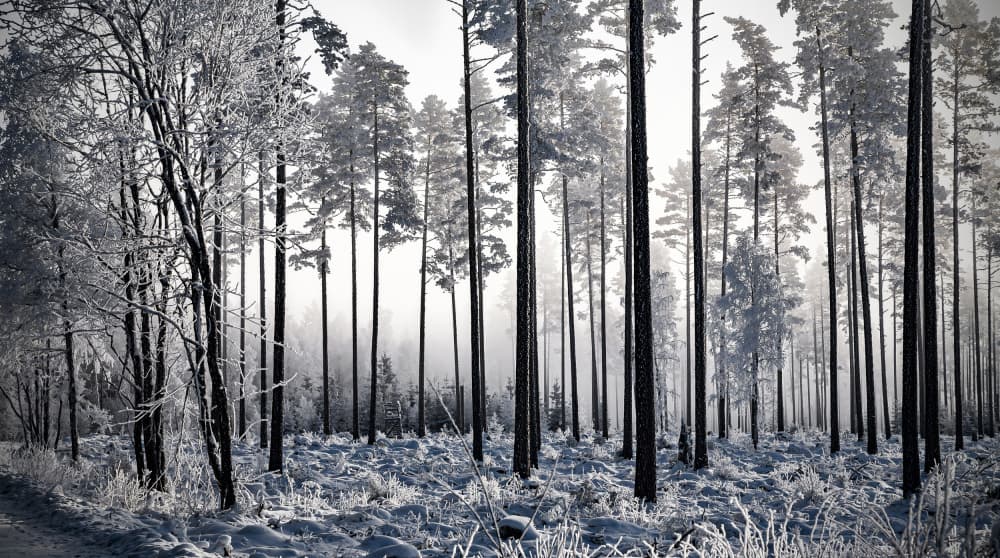 Winter Pine Trees II by Anders Gunnarsson — canvas wall art