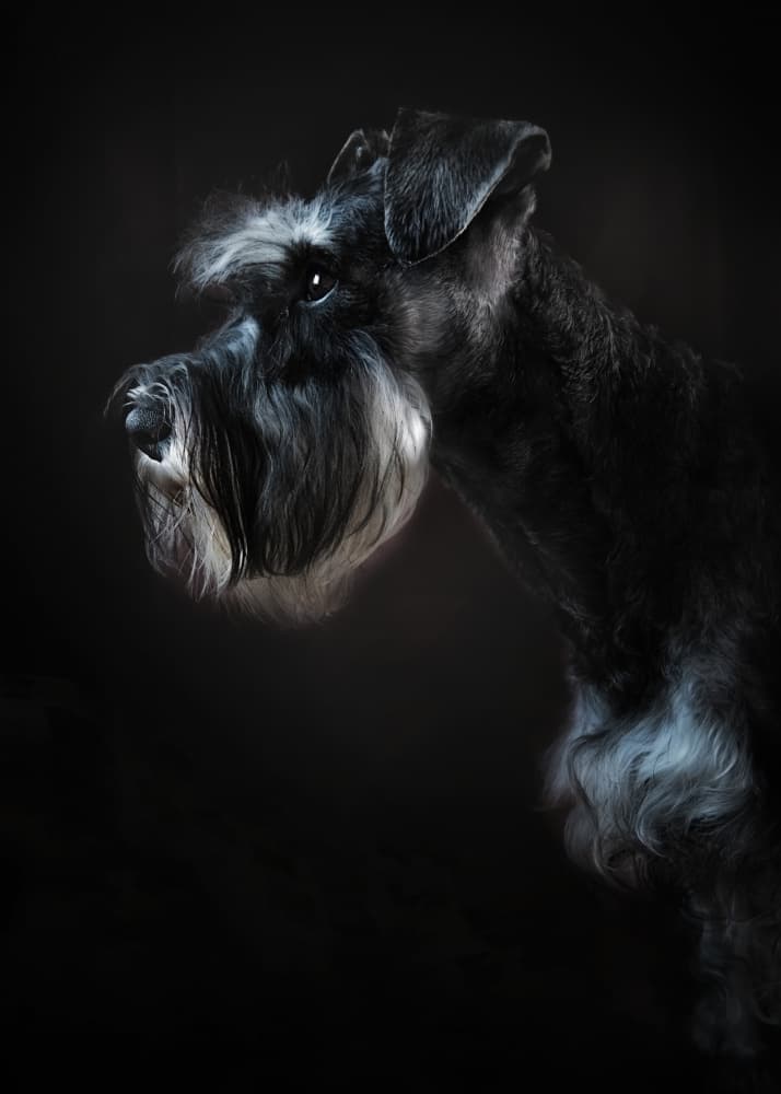 Noble Miniature Schnauzer by Santiago Pascual Buye — canvas wall art