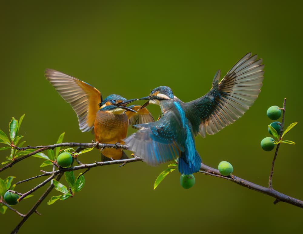 Kingfisher Family Meal by Alex Li — canvas wall art