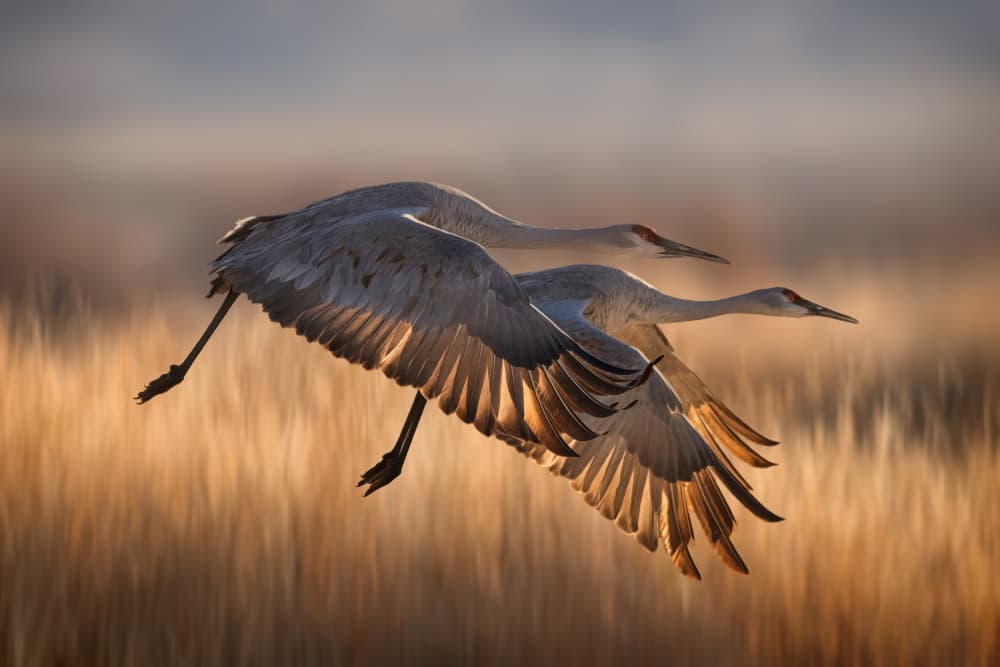 Cranes Golden Flight by Qing Zhao — canvas wall art