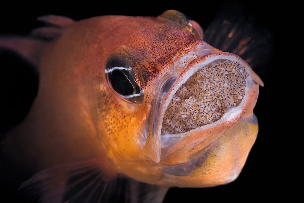 Mouthbrooding Cardinalfish Eggs by Davide Lopresti — canvas wall art