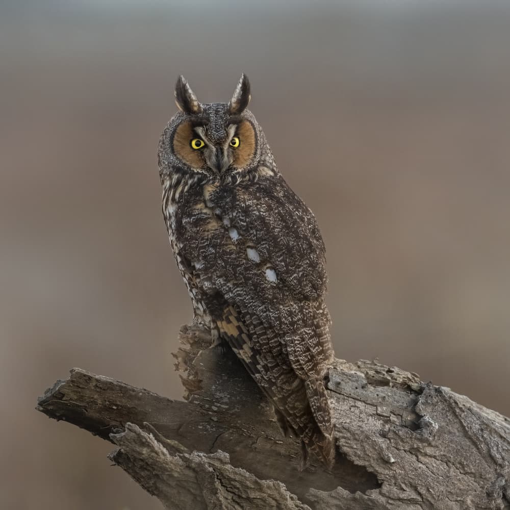 Long-Eared Owl Portrait by Tracy — canvas wall art