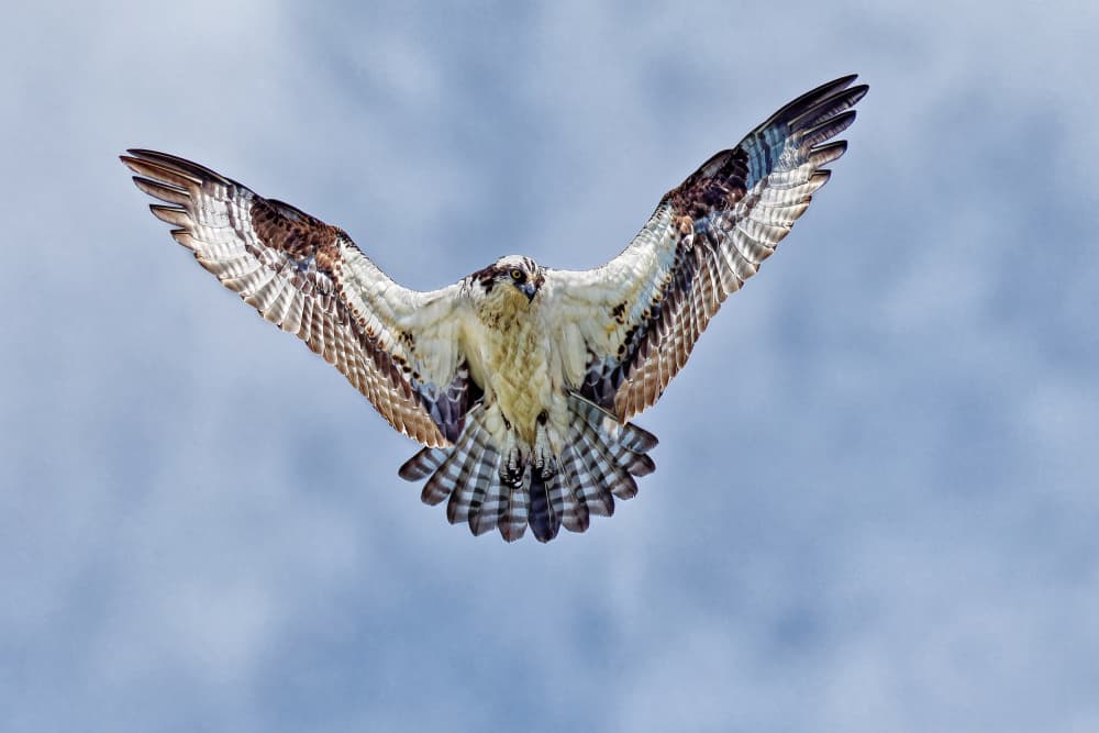 Majestic Osprey Soaring by Lucie Gagnon — canvas wall art
