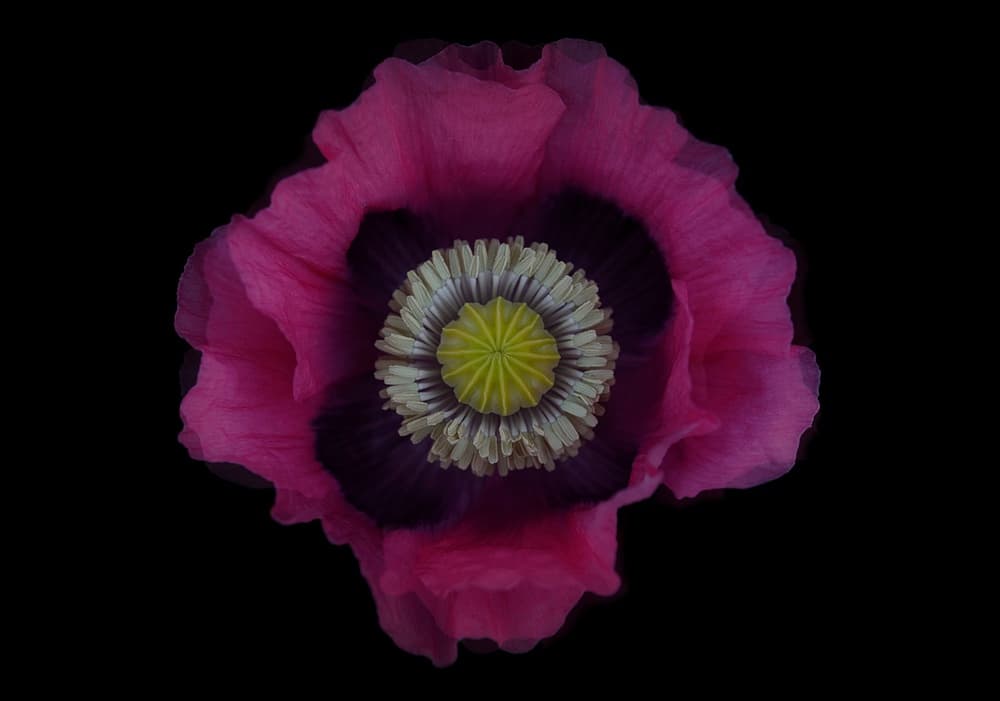 Elegant Pink Poppy by Lotte Grønkjær — canvas wall art