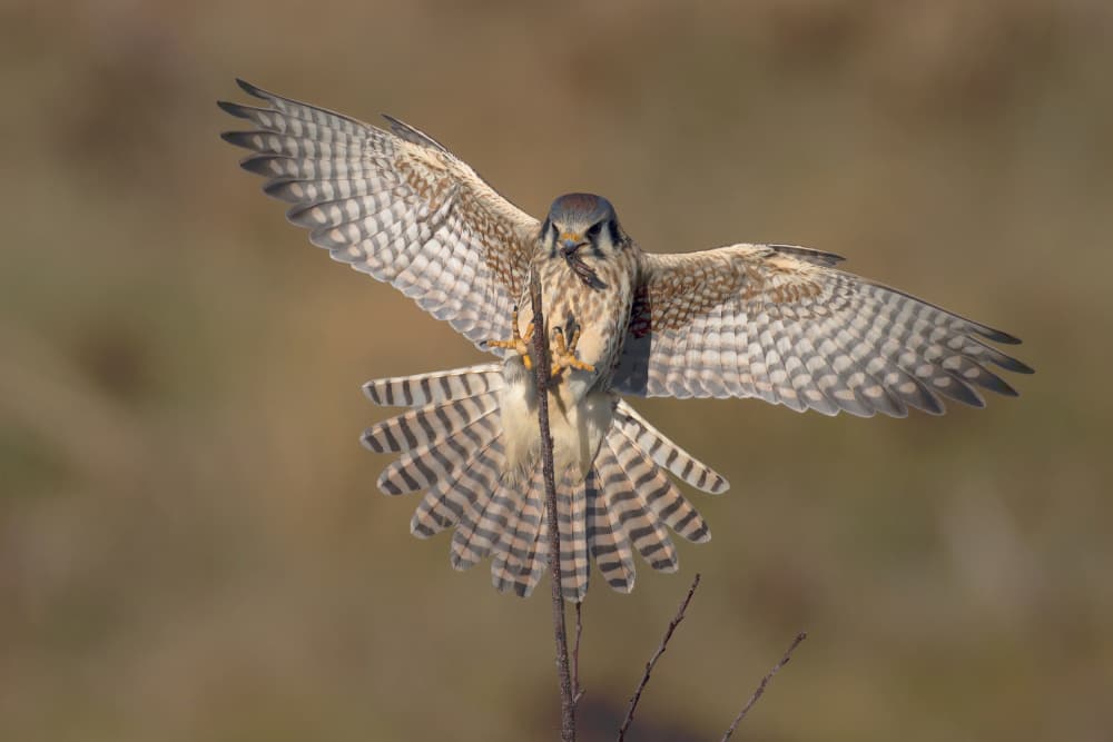 American Kestrel Flight by Gavin Lam — canvas wall art