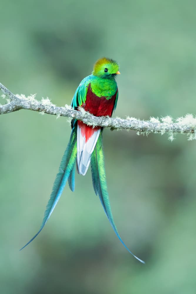 Vibrant Tropical Quetzal by Milan Zygmunt — canvas wall art