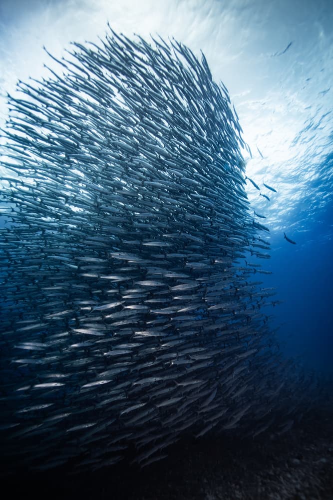 Ocean Fish Swarm by YongHoon Choi — canvas wall art