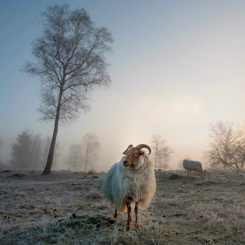 Misty Winter Sheep by Piet Haaksma — canvas wall art
