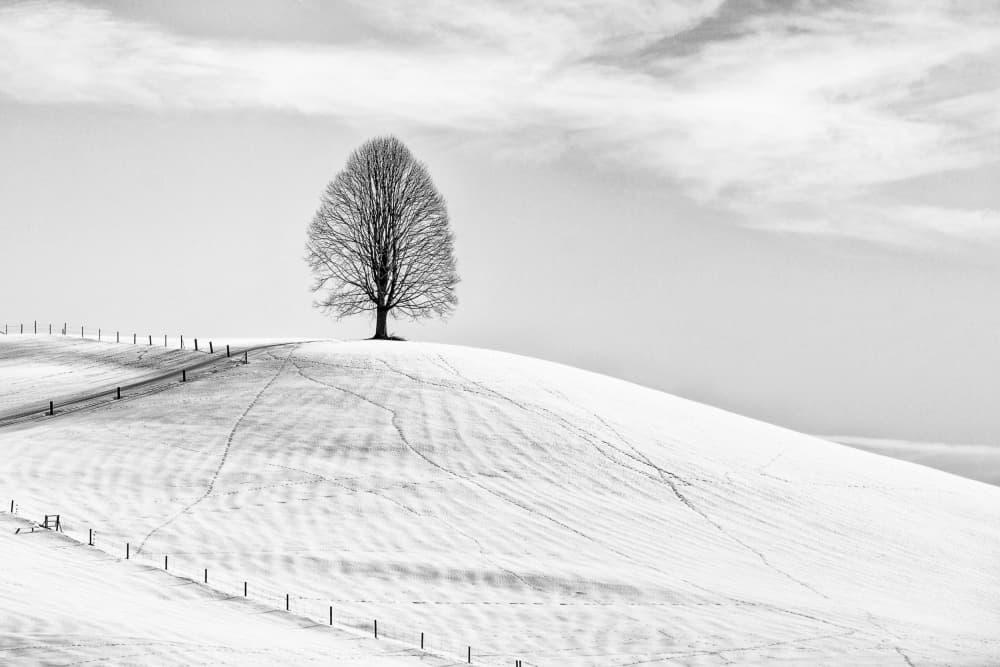 Lone Winter Tree by Jrmgard Sonderer — canvas wall art