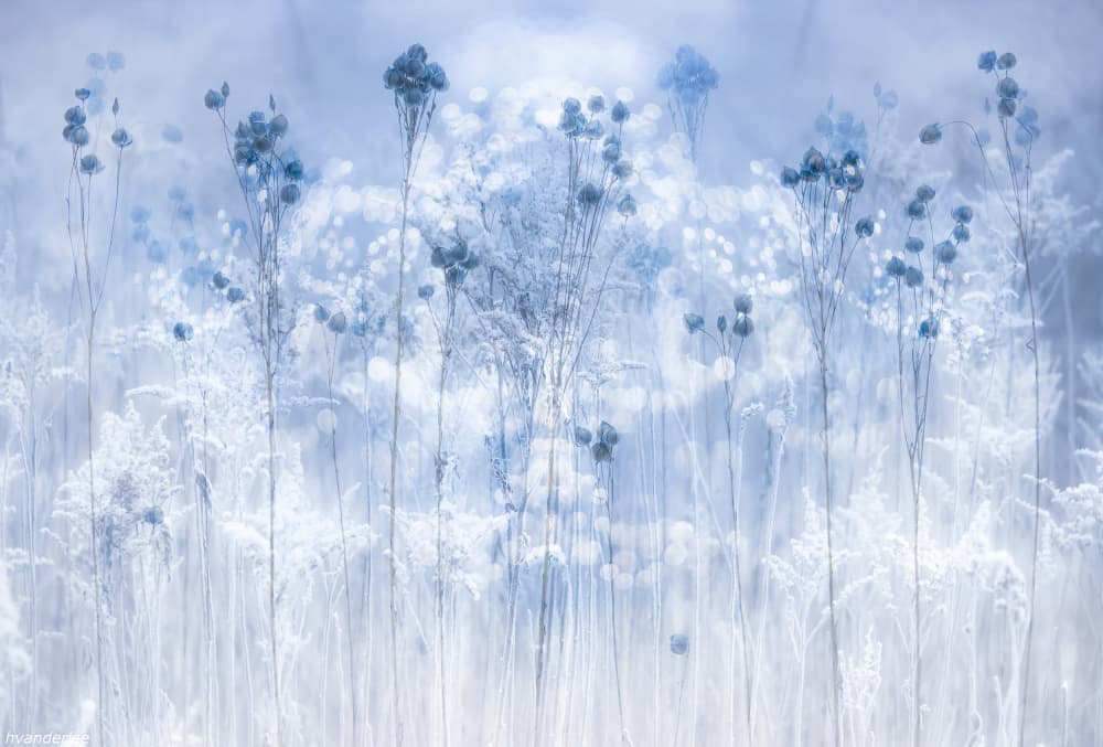 Frosted Winter Plants by Hilda van der Lee — canvas wall art