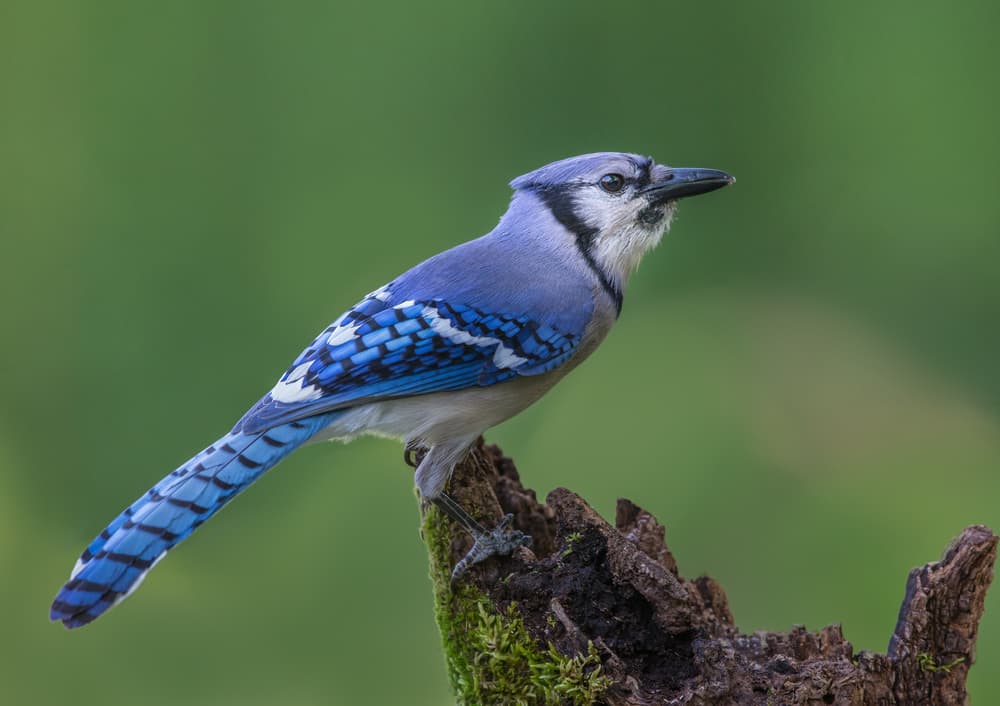 Vibrant Blue Jay by Greg Barsh — canvas wall art