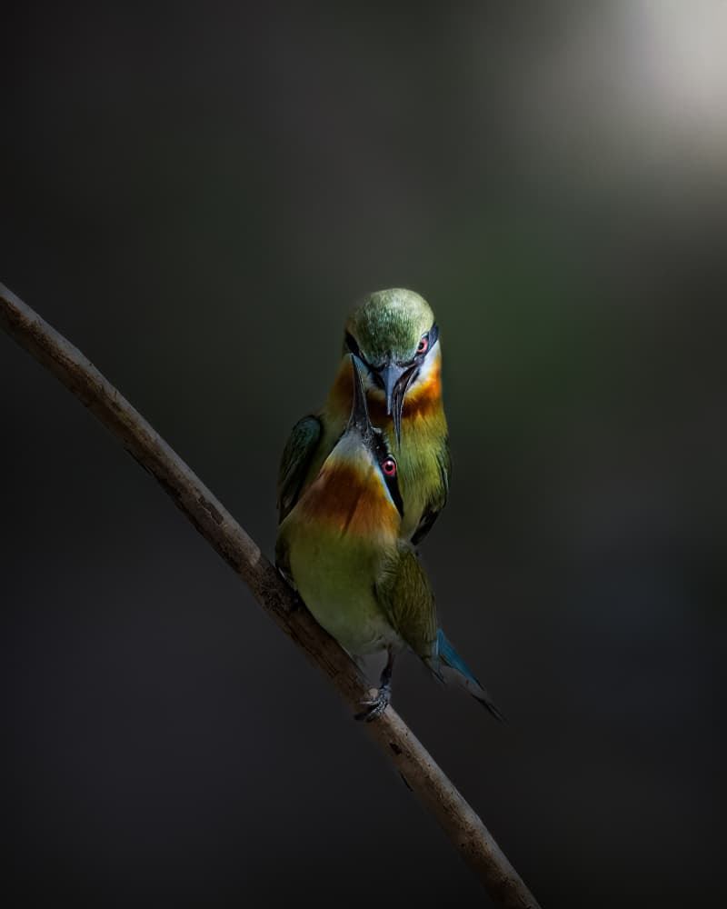 Intimate Bee-eater Pair by Sunny Saha Pramanick — canvas wall art