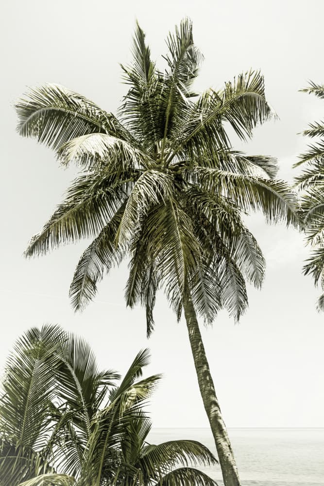 Tropical Palm Beach by Melanie Viola — canvas wall art