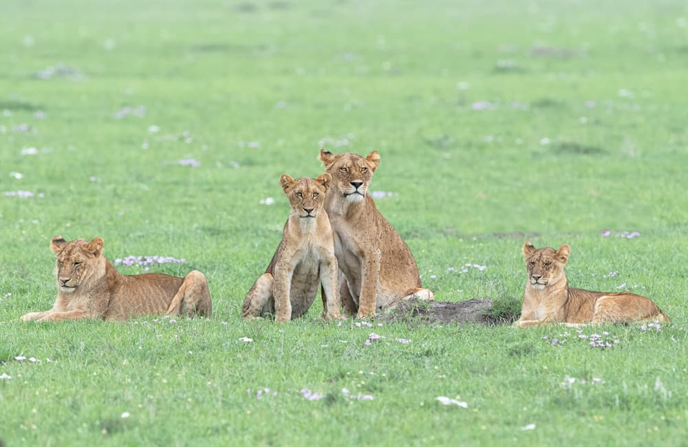 Four Lions Resting by Jie Fischer — canvas wall art