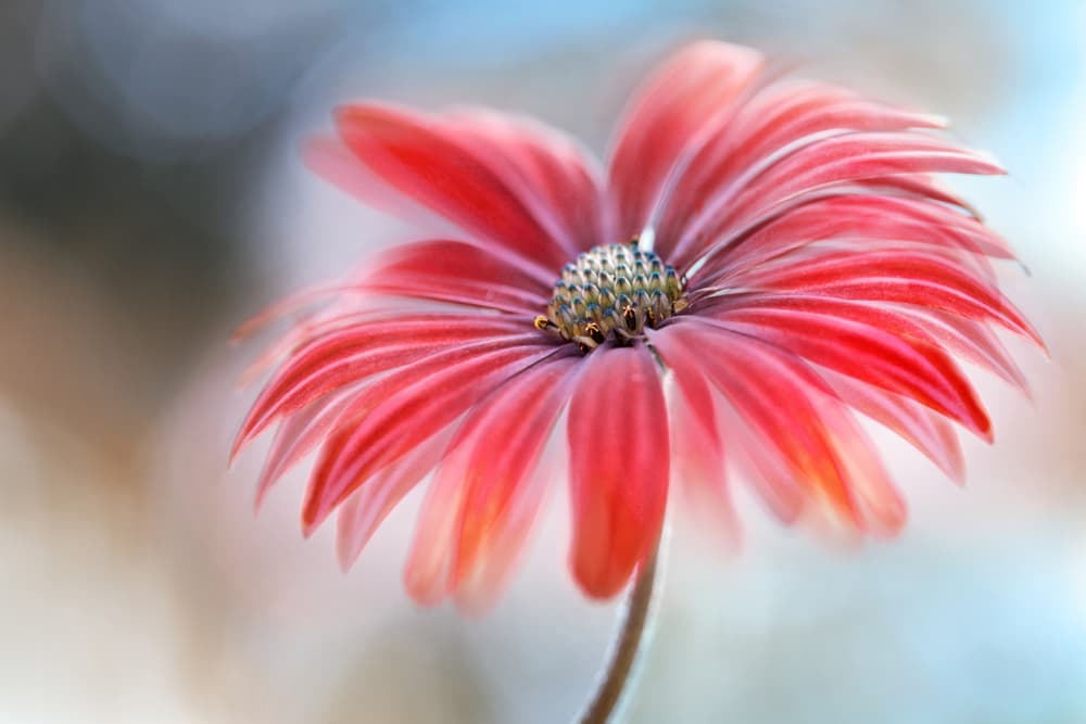 Cape Daisy* by Mandy Disher — canvas wall art