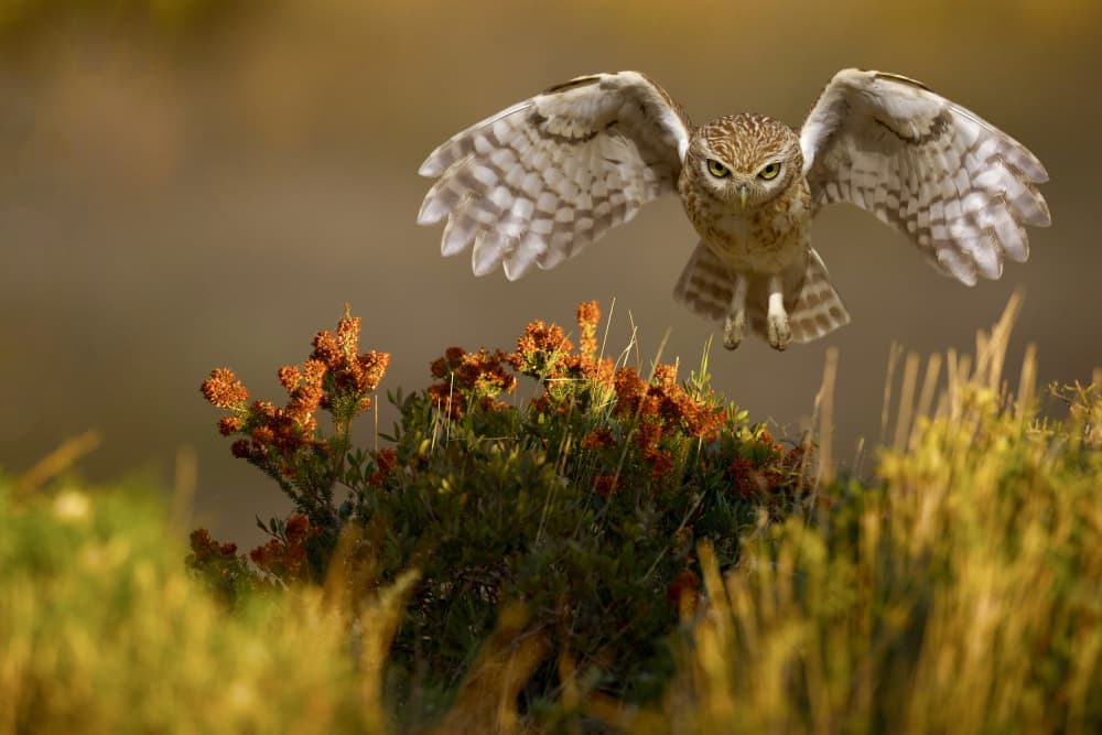 Burrowing Owl in Flight by David Manusevich — canvas wall art