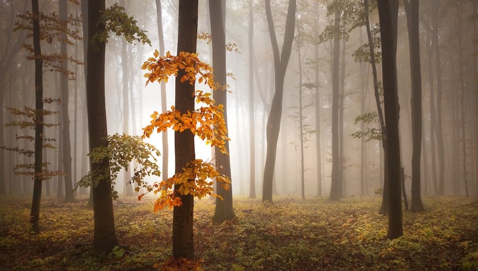 Misty Autumn Forest by Nicolas Schumacher — canvas wall art