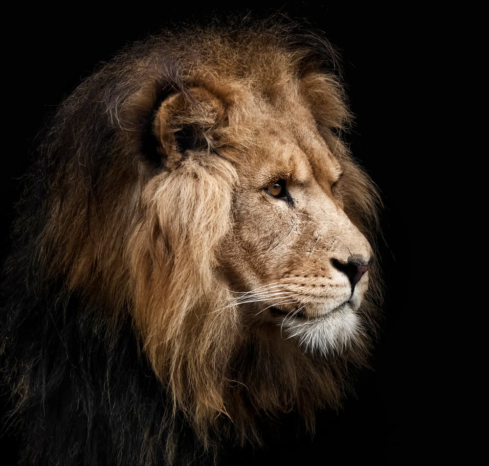 Majestic Lion Profile by Chris Coenders — canvas wall art