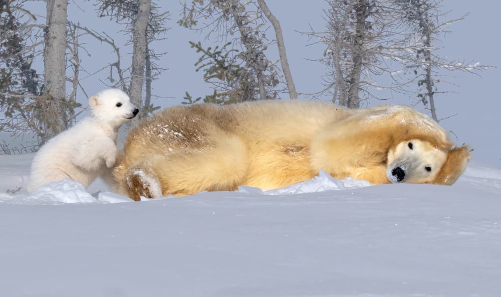 Playful Polar Bears by Yuan Su — canvas wall art