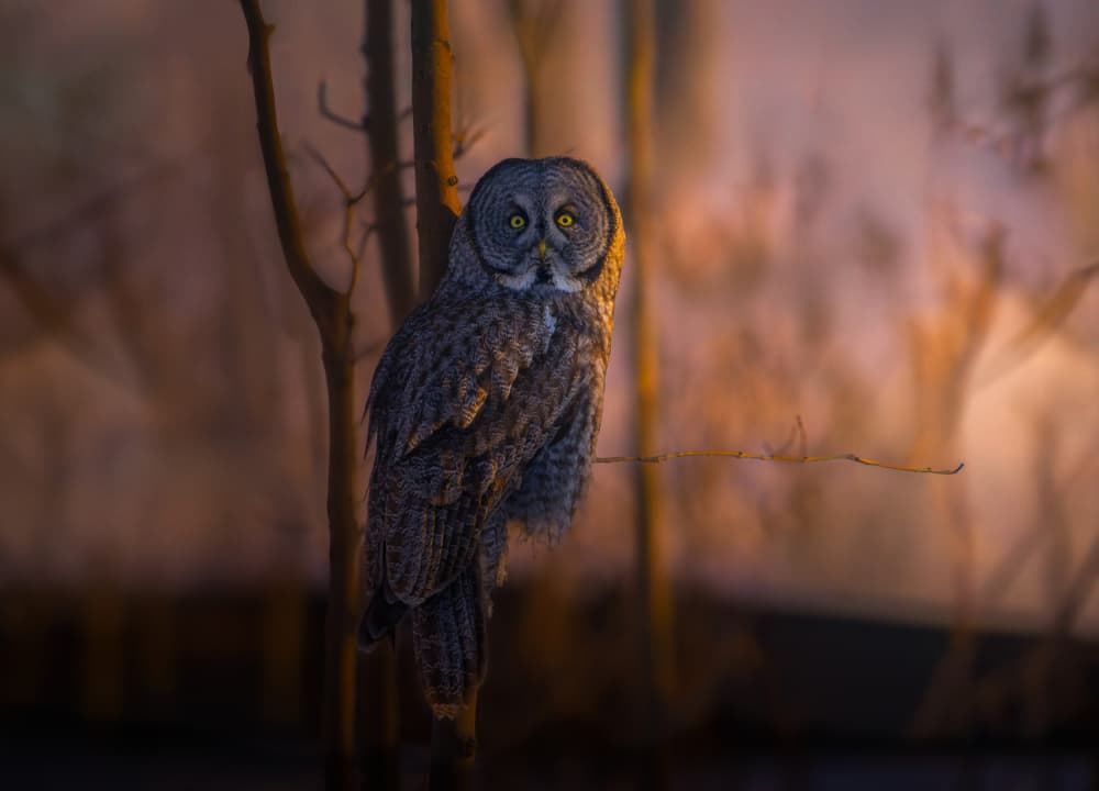 Forest Owl at Dawn by Larry Deng APA — canvas wall art