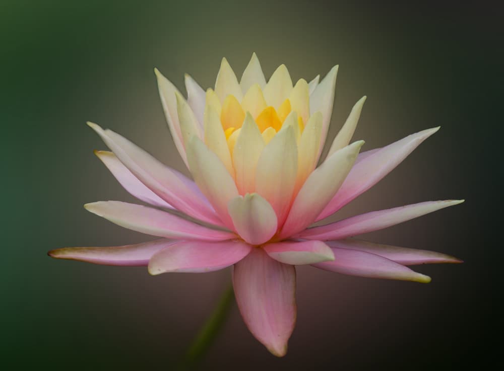 Serene Water Lily Bloom by Ling  Lu — canvas wall art