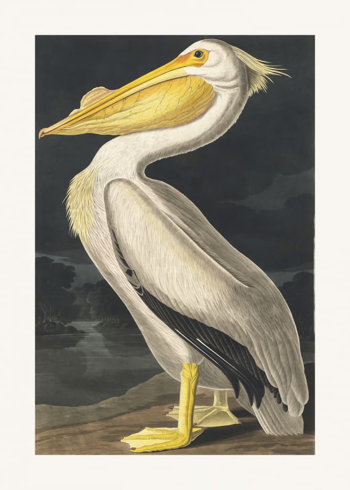 American White Pelican From Birds of America (1827) by John James Audubon — canvas wall art