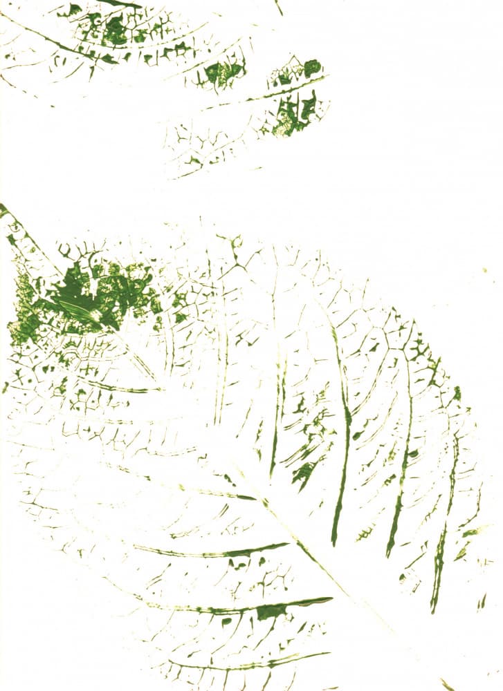 Green Leaf Prints by Maira Ribena — canvas wall art