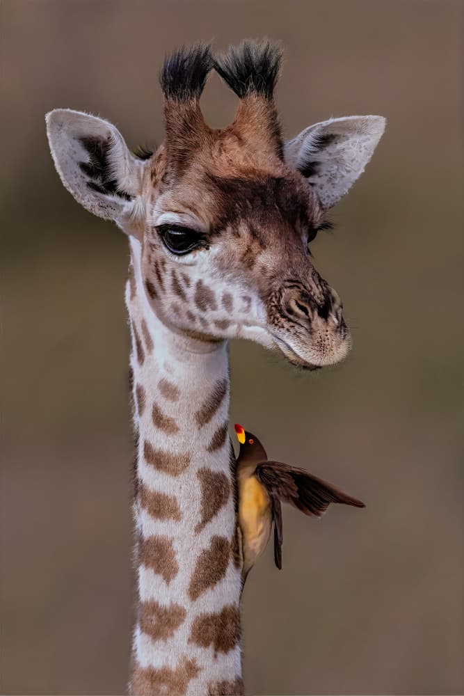 Baby Giraffe and Friend by Yousef Abuaisheh — canvas wall art