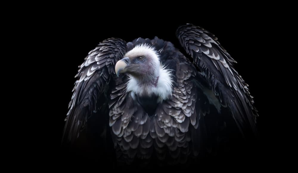 Majestic Vulture Wings by Natascha Worseling — canvas wall art