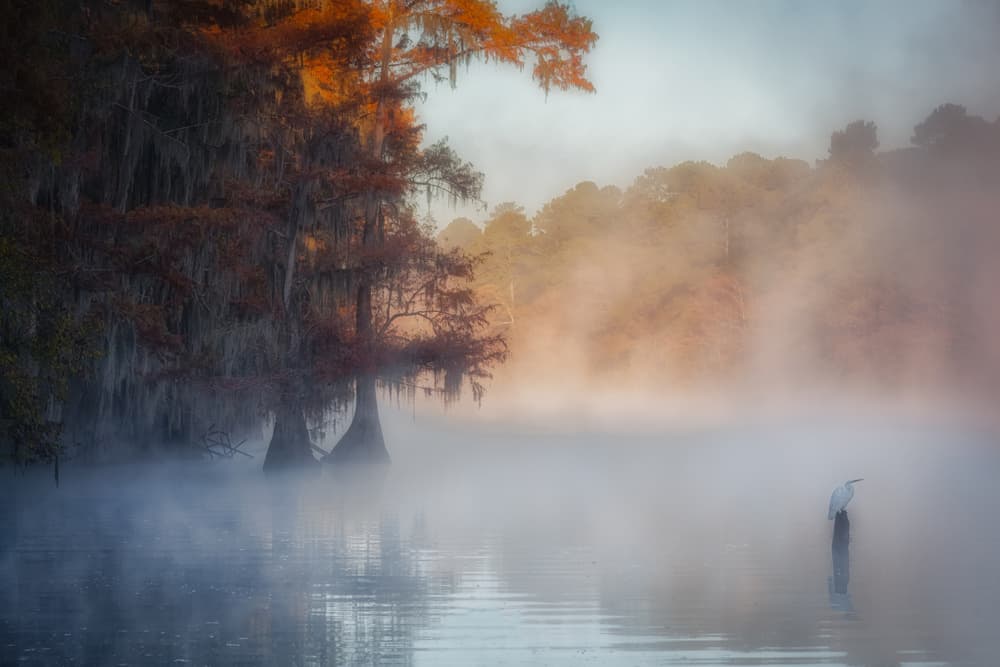 Egret in Autumn Mist by Michael Zheng — canvas wall art