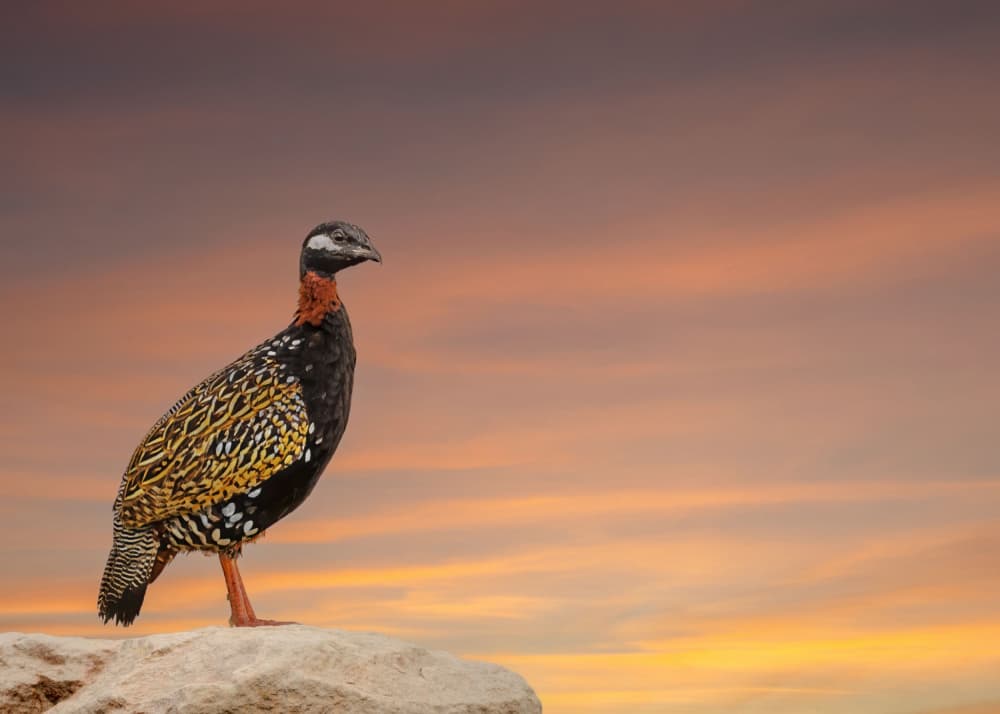 Colorful Bird Sunset Sky by אייל בר אור • Eyal Bar Or — canvas wall art