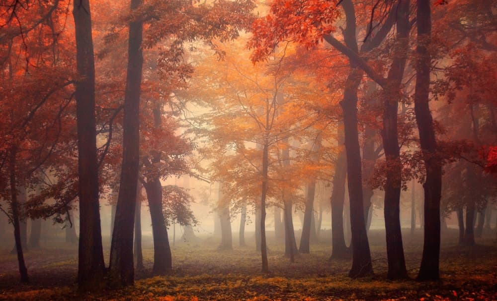 Misty Autumn Forest by Ildiko Neer — canvas wall art